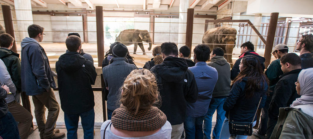 A crowd of people watch a group of elephants. 