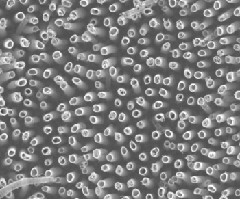 Microscopic image of titania nanotubes on the surface of titanium, each measuring approximately 100 nanometers across